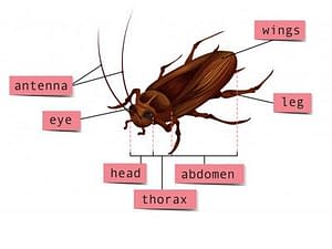 افضل شركة مكافحة الصراصير بجدة 2 شركة رش صراصير بجدة